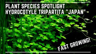 Plant Species Spotlight  Hydrocotyle Tripartita quotJapanquot  Care Guide [upl. by Natam978]