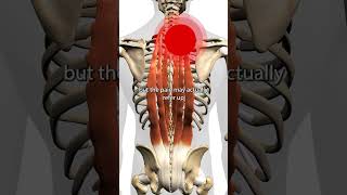 Erector Spinae Trigger Points [upl. by Aened236]