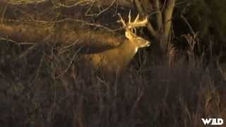 Whitetail Deer Hunting in Kansas [upl. by Prager]