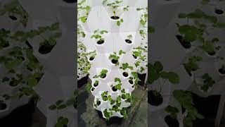 aeroponictower garden indoorplants aerogarden indoorgardening hydroponictower plants aeropon [upl. by Anauq]