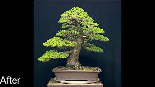 Bonsai Pinus parviflora quotzuishoquot  timelapse [upl. by Arodaeht443]