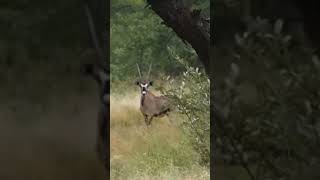 Gemsbok hunting africa [upl. by Jermyn]