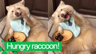 Cute Raccoon Eats Cherries  Raccoons are Awesome [upl. by Llenrod]