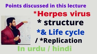 herpes virus structure of herpes virus life cyclereplication of herpes virus more In UrduHindi [upl. by Nairb]