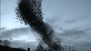 Incredible starling murmuration [upl. by Scharff]