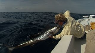 Atlantic Sailfish Fishing on Light Tackle with Capt Norm Isaacs [upl. by Davine]