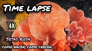 Time lapseSetas Rosacomo nacecomo crecey como muere en 4K [upl. by Lleynod]