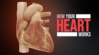 How the Heart Works Animation [upl. by Hepzi]