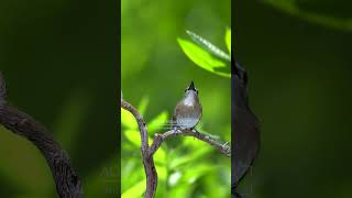 Beautiful bird song E6 birdsinging birds wildlifevideography birdssinging birdspecies [upl. by Slack45]