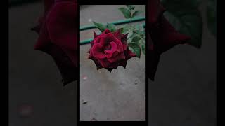 Black Baccara rose [upl. by Brawley]