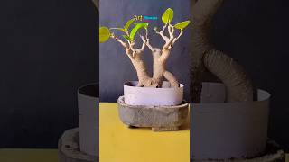 bonsai bonsaitree ficus fig indoorbonsai bot gardening ficustree minibonsai [upl. by Maloy]