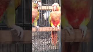 pineapple yellow sided birds parrots [upl. by Reace]