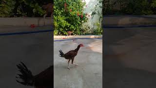 Richvatam chick chicks birds naatukollu aseelmurga [upl. by Relyt]