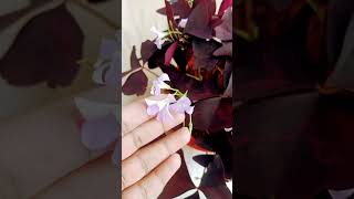 Oxalis Triangularis plant care viralvideo plants shortvideo trending gardening summercare [upl. by Zahc]