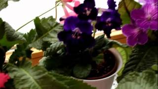 Meine Streptocarpus 062012 [upl. by Trenton]