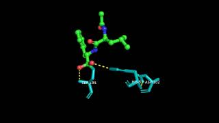 Chymotrypsin Catalytic Triad Movie [upl. by Breena]