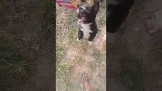 Dog trending peat love Animal planet vlog 47 [upl. by Olympias]