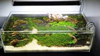 ADA 60F  Ohko Mountains  Update 1 [upl. by Arhas]