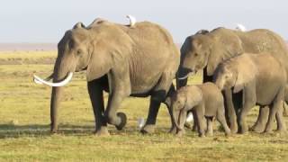 Amboseli elephants  up close [upl. by Arahsat]