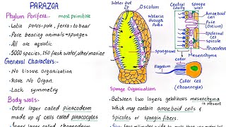 Phylum Porifera  subkingdom parazoa  general characteristics  class 11 [upl. by Gavrah987]