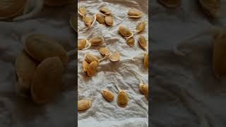 Ridge Gourd Ridge Gourd Seed Ridge Gourd Plant Ridge Gourd seeds germination gardening Gourd [upl. by Oiruam]