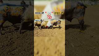 Yadav Ji Vs Thakur Ji youtubeshort bhojpuri shorts shortsfeed tuntunyadav trending [upl. by Adierf]