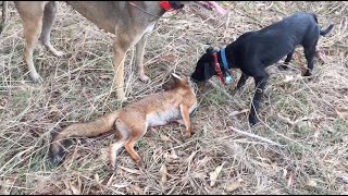 Driven Fox Hunting in Australia [upl. by Attennaej]