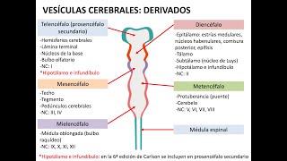 Embriología sistema nervioso 1 neurulación histogénesis y médula espinal [upl. by Noed]