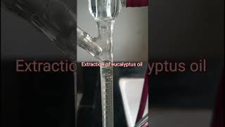 Extraction of eucalyptus oil by using clevenger apparatus  Professional pharmacy 1 [upl. by Dnaltiac380]