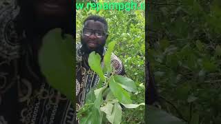 Bronchitis Treatment using Guava Leaf Tea [upl. by Polik983]