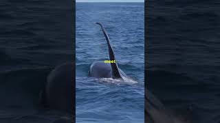 Ocean Giants How Big Can Whales Really Get [upl. by Ssew]