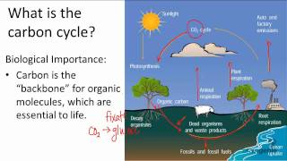 1712 What is the carbon cycle [upl. by Eiramanitsirhc]