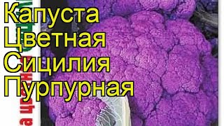 Капуста цветная Сицилия Пурпурная Краткий обзор описание brassica oleracea Sitciliia Purpurnaia [upl. by Iruam]