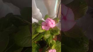 Vinca Rosea gardening tips VincaBonsai SadabaharFlower GardeningTips Gardening balconygarden [upl. by Marina]