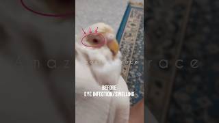 Eye infectionswelling recoveryparrothealthparrottreatmentytshortsfreetreatmentrecovery [upl. by Anitsyrhc384]