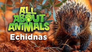 All About Echidnas Nature’s Unique EggLaying Mammals [upl. by Kan314]