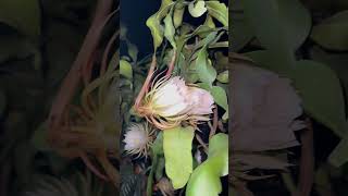 Brahma Kamal Flowers [upl. by Evanthe508]