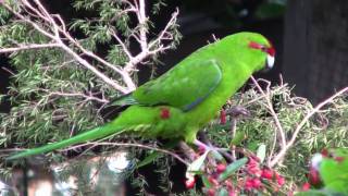 KakarikiNew Zealand Red Crowned ParakeetCanon HF10 [upl. by Finkelstein604]