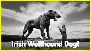 SIX mysterious of giant Irish Wolfhounds originated [upl. by Shirk]