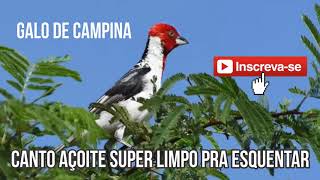 GALO DE CAMPINA CANTO DE AÇOITE PARA ESQUENTAR [upl. by Ahsemak317]