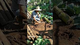 Testando nova técnica de plantar com tronco de bananeira vidanaroça horta [upl. by Torr]