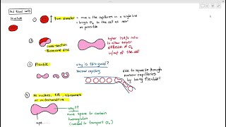 89 Red Blood Cells Cambridge AS amp A Level Biology 9700 [upl. by Aniaz]