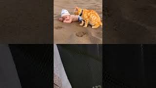 Somon marrated cat yellowcat kitten beachcat cute sandcat funny playcat catlover [upl. by Halian897]