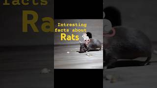 Interesting Facts about Rats  Shocking  Human Vs Rat  Reloading  Tamil [upl. by Valoniah]