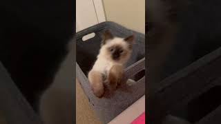 Siamese ragdoll kitten playing in a laundry bin [upl. by Drawets]