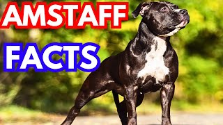 American Staffordshire Terrier Top 10 Facts [upl. by Vi]