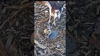 Osprey chick hatches after nest forms on roof of TV station in South Bend Indiana [upl. by Llerraj491]