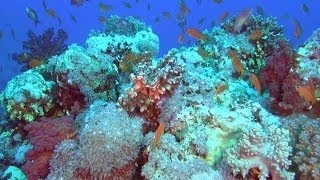 L48 Coral Reef amp Coral Bleaching  Oceanography  Geography  UPSC CSE 2021  Anirudh Malik [upl. by Iormina]