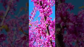 Beautiful Redbud tree [upl. by Ennaira]