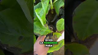 Sobre dosis de fertilizantes en el cultivo de plátano plantas delhuertoalamesa [upl. by Koo596]